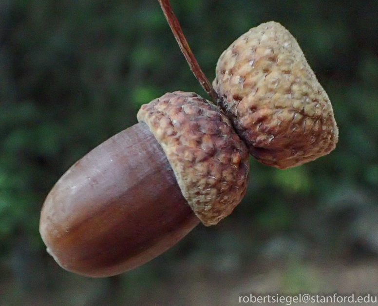 acorn